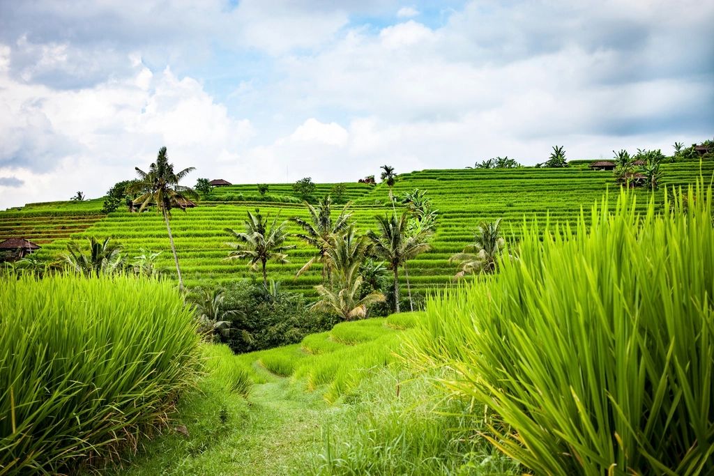 Terrazas de arroz en Bali